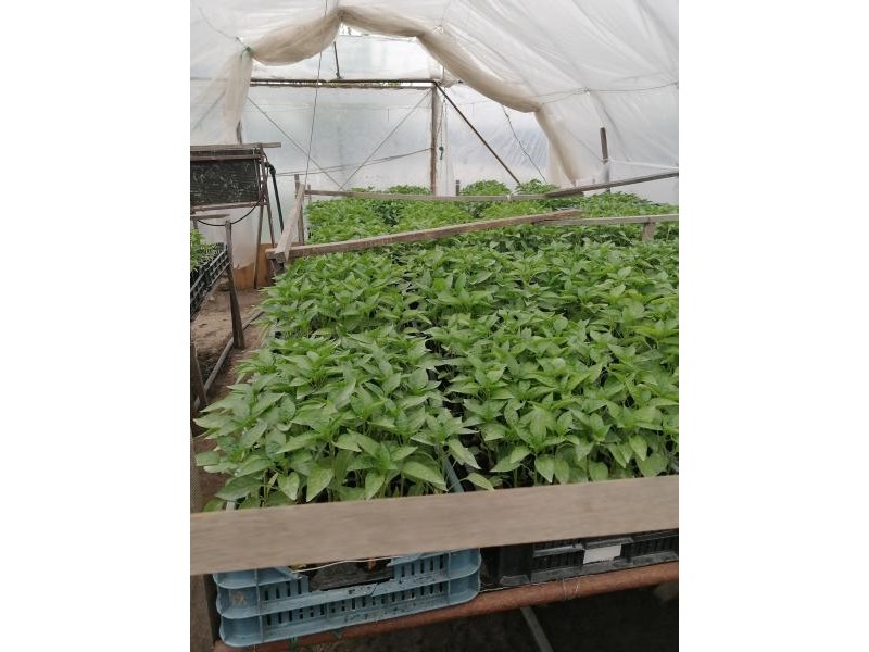 kep